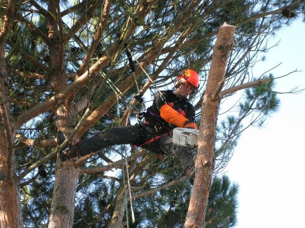 Un arbre fait trop d’ombre sur votre maison à Toulouse ?